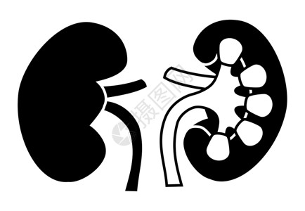 肾卡通片保健白色身体黑色医疗插图生物学静脉科学背景图片