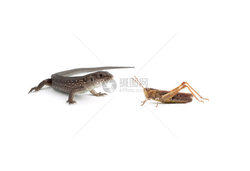 两只蜥蜴和一只昆虫宏观刺槐打猎冷血宠物害虫脊椎动物蟋蟀野生动物图片