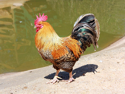 美丽的公鸡乡村小鸡农场波峰棕色动物母鸡男性红色食物家禽高清图片素材