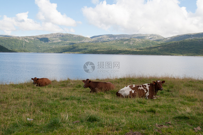 照片来自挪威峡湾山脉森林瀑布游客景观树木天空风景旅游图片