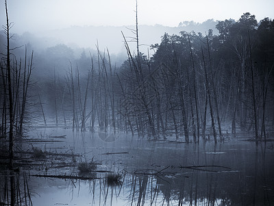 清晨烟雾植物国家沼泽情绪树木高清图片