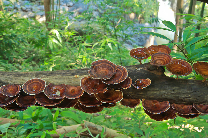 泰国Mee Hongson省森林中的蘑菇房食物苔藓浮木季节植物荒野木头草本植物墙纸灵芝图片