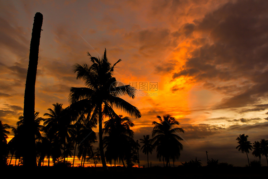 景色日落娱乐戏剧性海景场景椰子假期日出天空剪影太阳图片