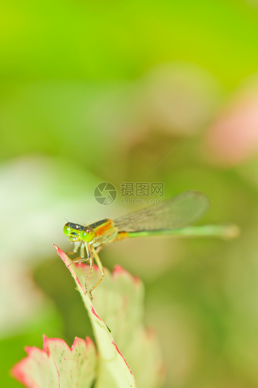 蜻蜓蜂科野生动物昆虫植物花朵眼睛身体沼泽美丽打猎图片