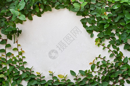 褐色藤蔓框架白墙上的绿色爬行植物荒野花园框架建筑师建筑学砖墙叶子生长植物学墙纸背景