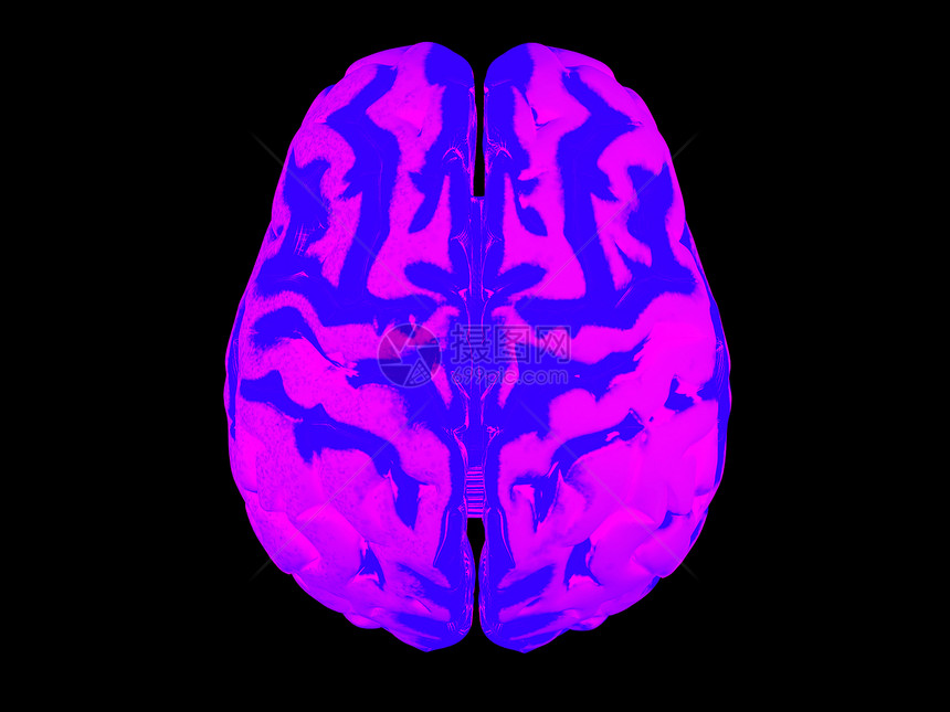 3D人脑白色智力保健思考专注智慧知识分层卫生知识分子图片