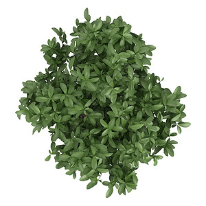 Pachira或货币树绿色植物叶子植物装饰光合作用房子植物群商业陶瓷生长背景图片
