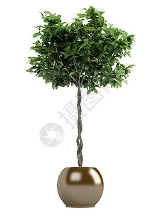 发财树Pachira或货币树植物群陶器装饰运气房子风格商业植物生长培育背景