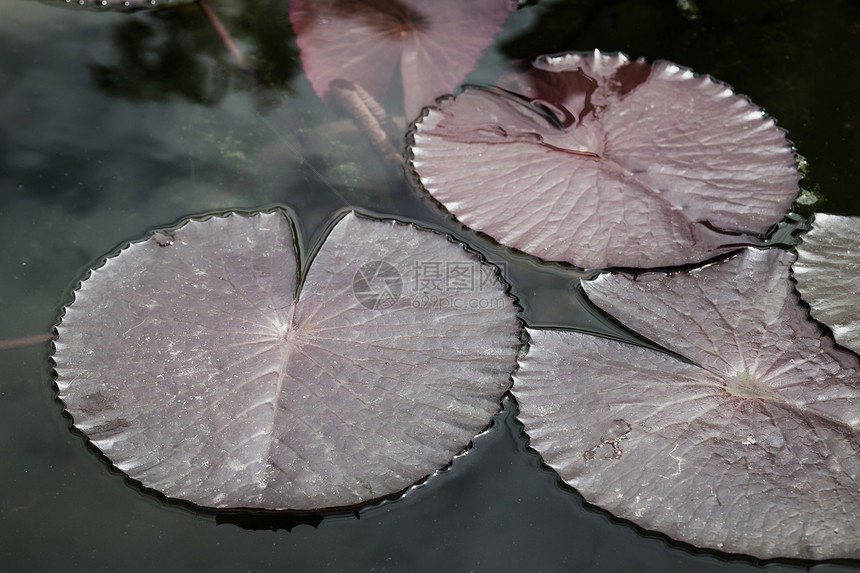 莲叶叶植物荒野百合季节荷花冥想异国池塘花园宏观图片