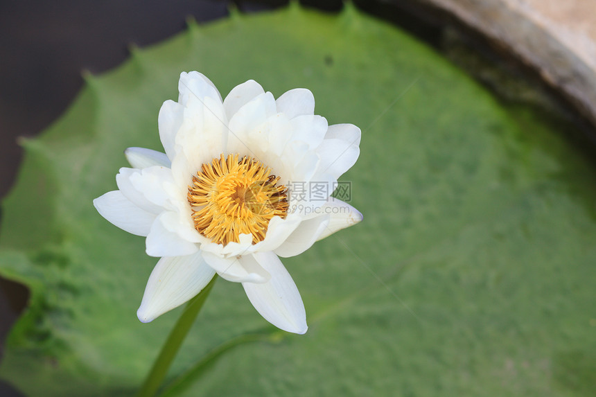 睡莲 开花在热带庭院里的莲花花瓣公园植物学叶子环境荒野紫色荷花植物季节图片