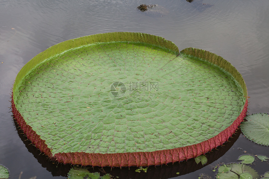 维多利亚莲叶公园植物学荷花荒野宏观池塘冥想环境异国叶子图片