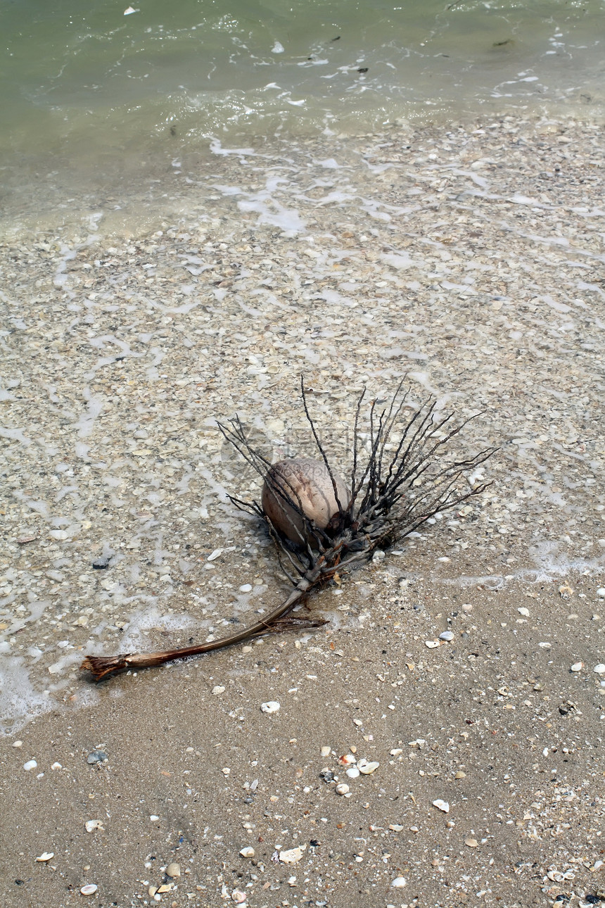 海滩上的椰子废料支撑海滨旅行蓝色坚果海浪热带海岸棕榈可可图片