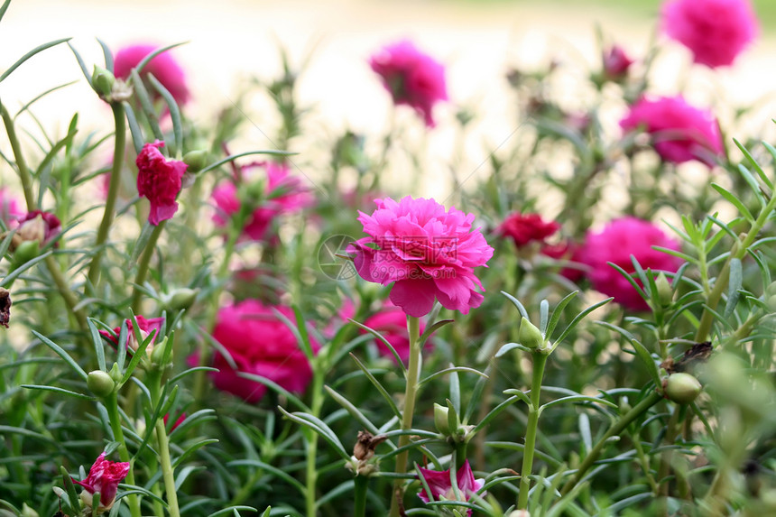 花园里的花朵植物群叶子场景草地花瓣场地美丽公园园艺植物图片