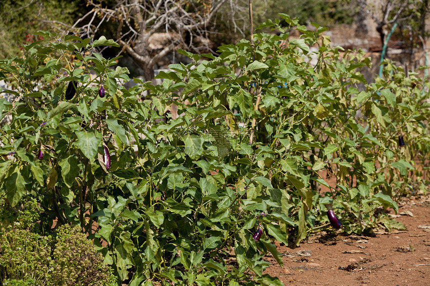 夏季户外紫色健康茄子种植农业维生素植物饮食营养美食小吃花园水果卫生图片