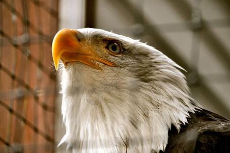 康复中心的秃鹰组织中心动物白色动物群白头鹰俘虏背景图片