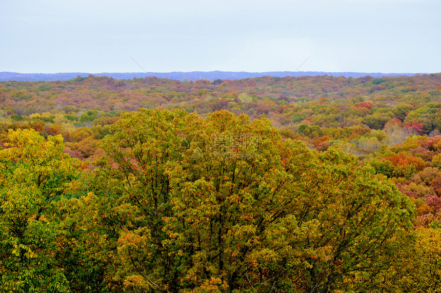 布朗县国家公园绿色树干季节树叶植物群爬坡树木换季丘陵叶子图片