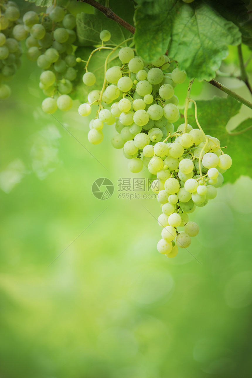 葡萄团水果绿色树叶葡萄园阳光生长浆果图片