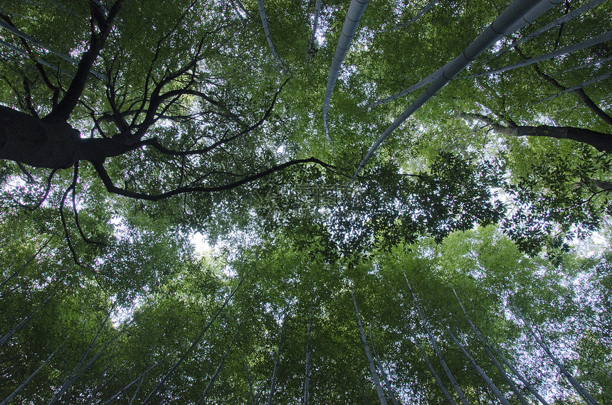 从下面看到的竹木林风水植物公园叶子木头局外人雨林花园气候管道图片