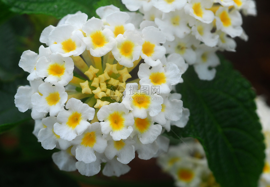 白亚茶花花瓣花园芳香植物群灌木伞形香气花序图片