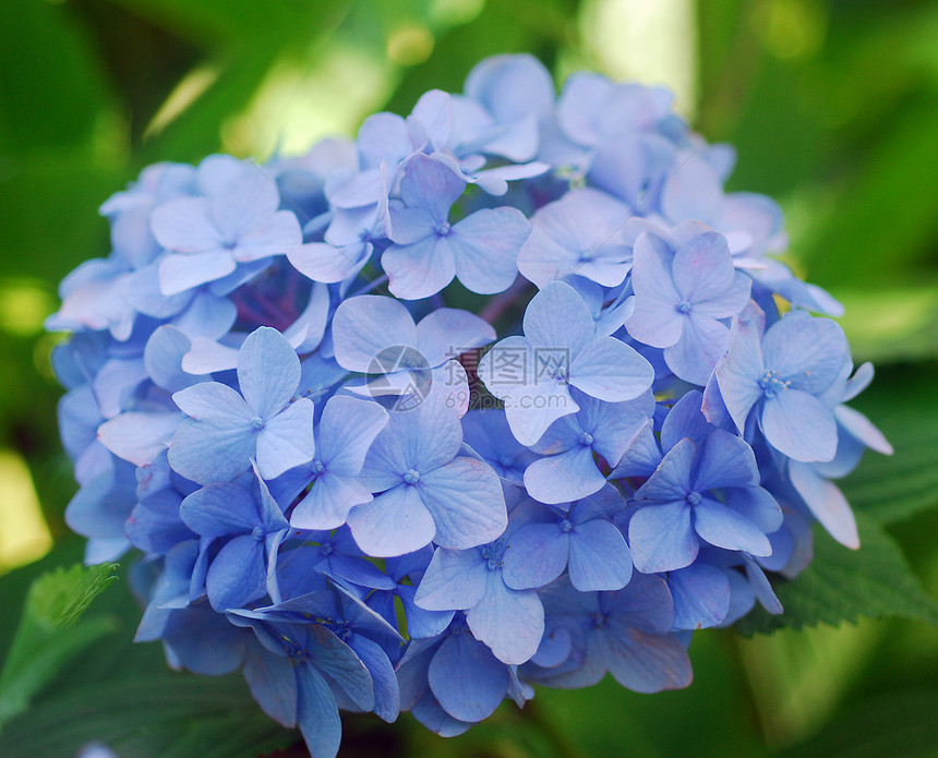 蓝色花朵园艺绣球花植物群花园生长图片