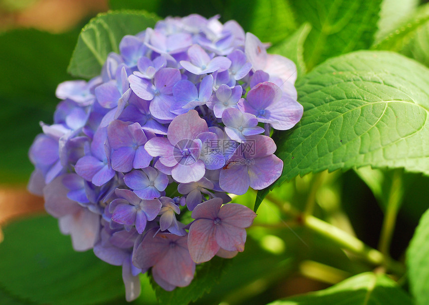 蓝色花朵绣球花植物群花园花瓣图片