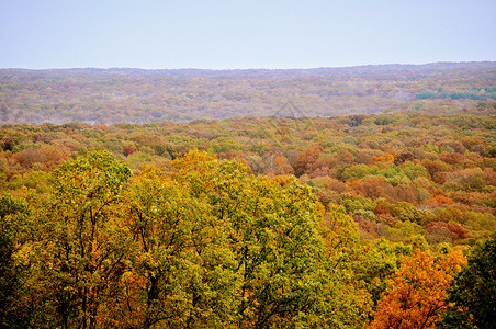 布朗县国家公园绿色树干爬坡植物群季节换季丘陵树木树叶叶子背景图片