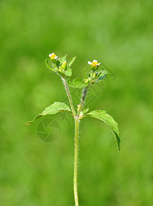 沙吉士兵加利索加塞利亚塔菊科白色草本植物植物流苏纤毛虫植物群水草荒野背景图片