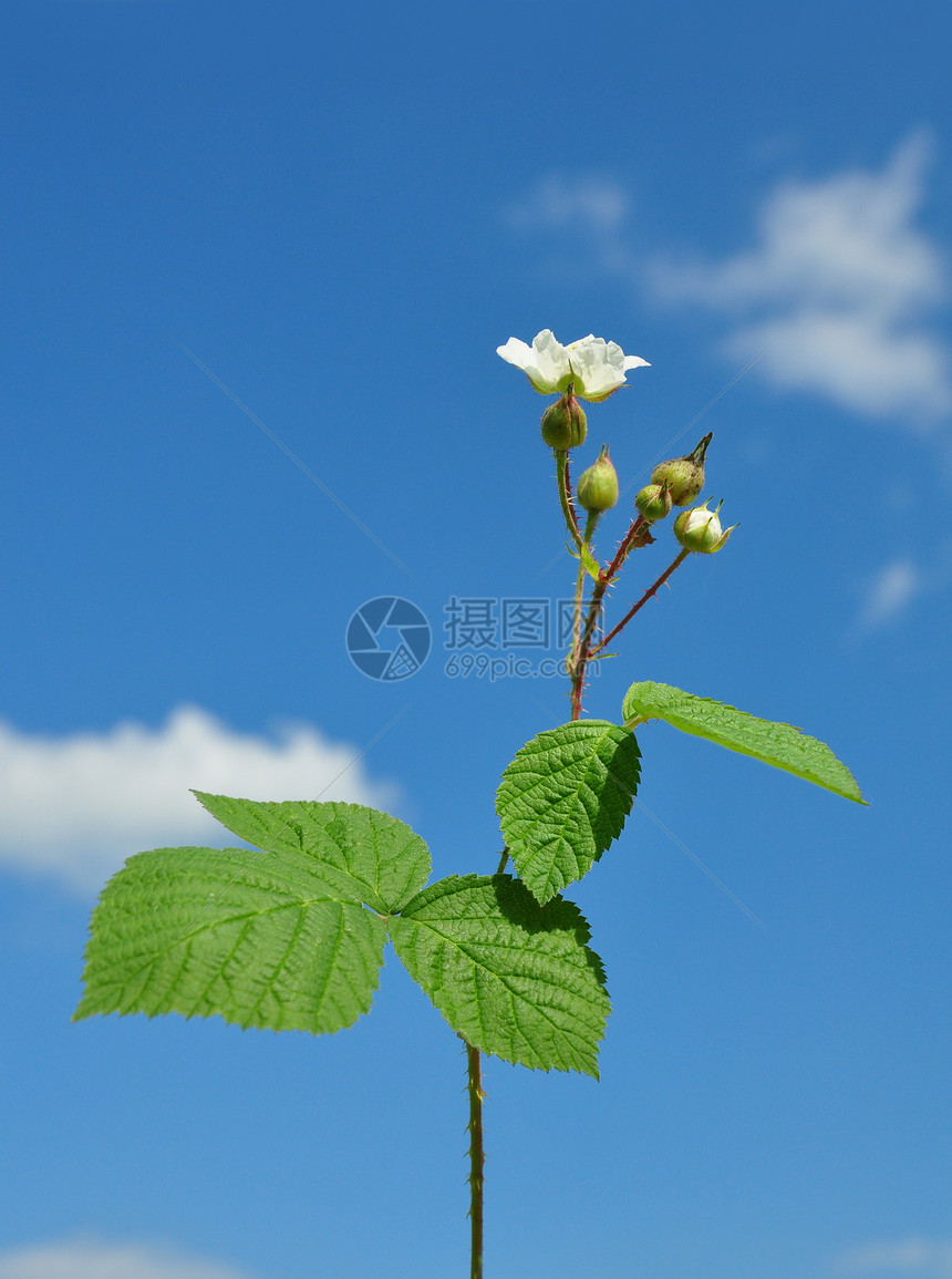 有花的黑莓荒野天空植物群白色草本植物钩子植物图片