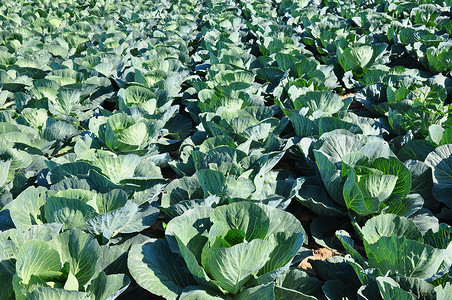 镇菜田食物植物农场农业蔬菜场地乡村绿色背景图片