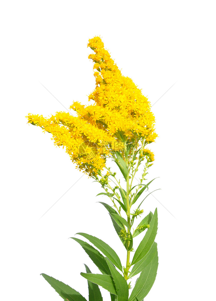 巨型金罗德荒野白色植物群菊科黄色植物黄花草本植物图片