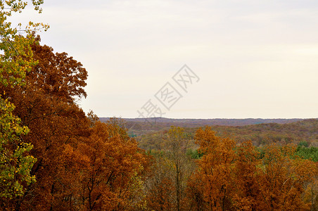 布朗县国家公园季节树木叶子丘陵树叶爬坡换季树干绿色植物群背景图片