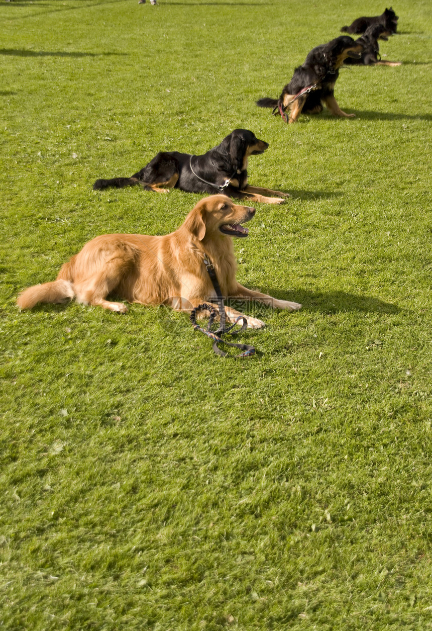 霍瓦瓦特小狗猎犬坚果说谎运动宠物家畜救援图片