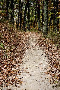 布朗县国家公园树木叶子季节树叶爬坡丘陵树干小路换季植物群背景图片