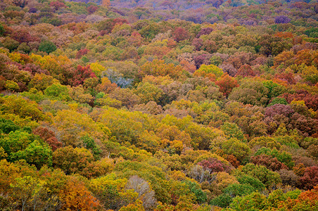 四季树木布朗县国家公园叶子换季树叶丘陵树木季节绿色爬坡植物群树干背景
