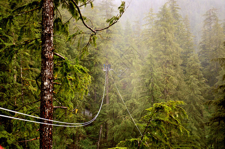 悬索树木荒野绿色极限运动森林高清图片