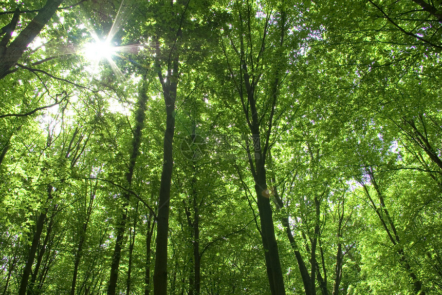 森林环境公园床单绿色植物天堂阳光生态图片