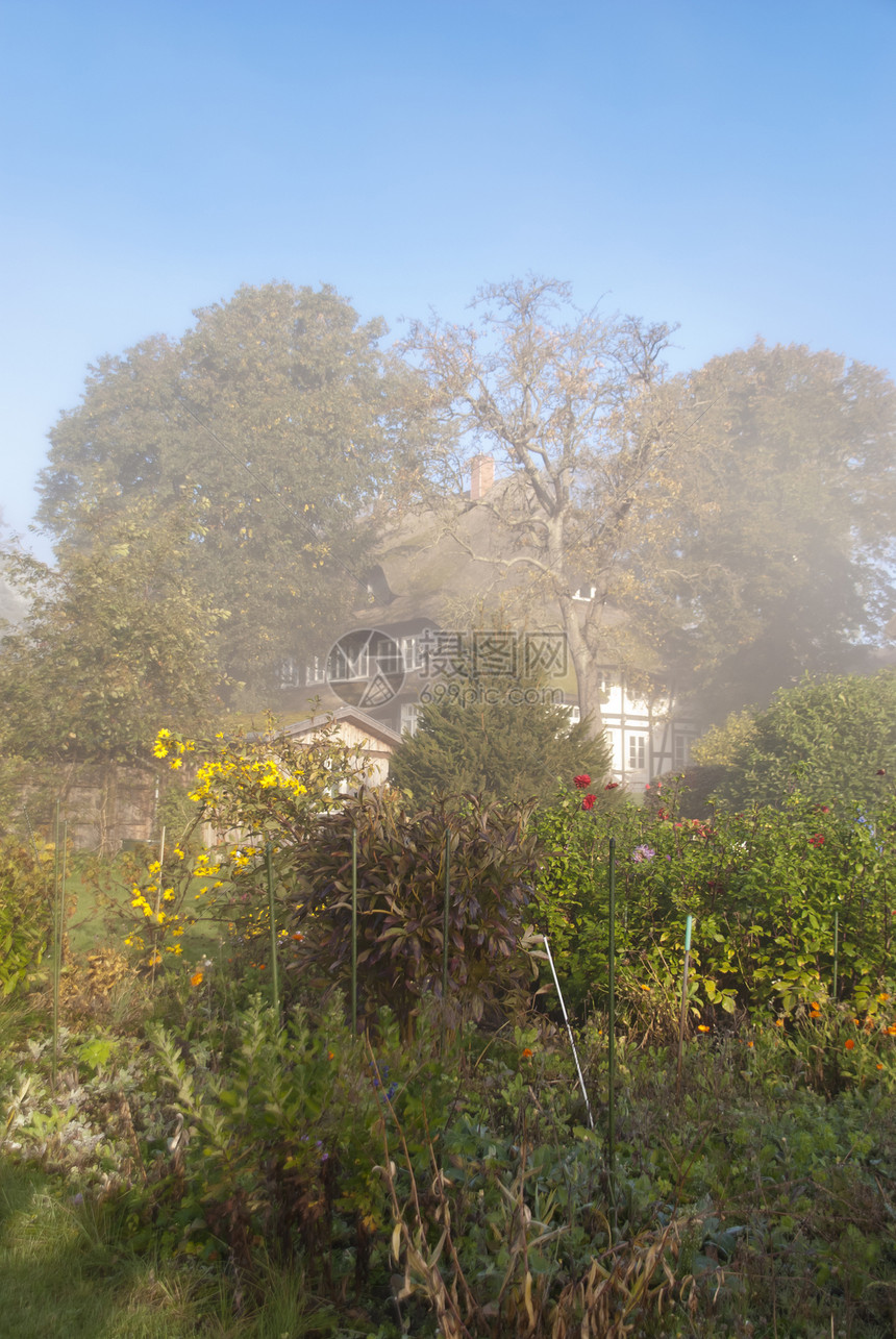 清晨鲜花花园大丽花阴霾茅草花朵牧歌屋顶玫瑰植物群露珠薄雾图片