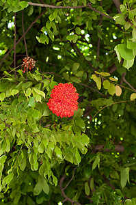 红花在树上生态绿色植物群红色背景图片