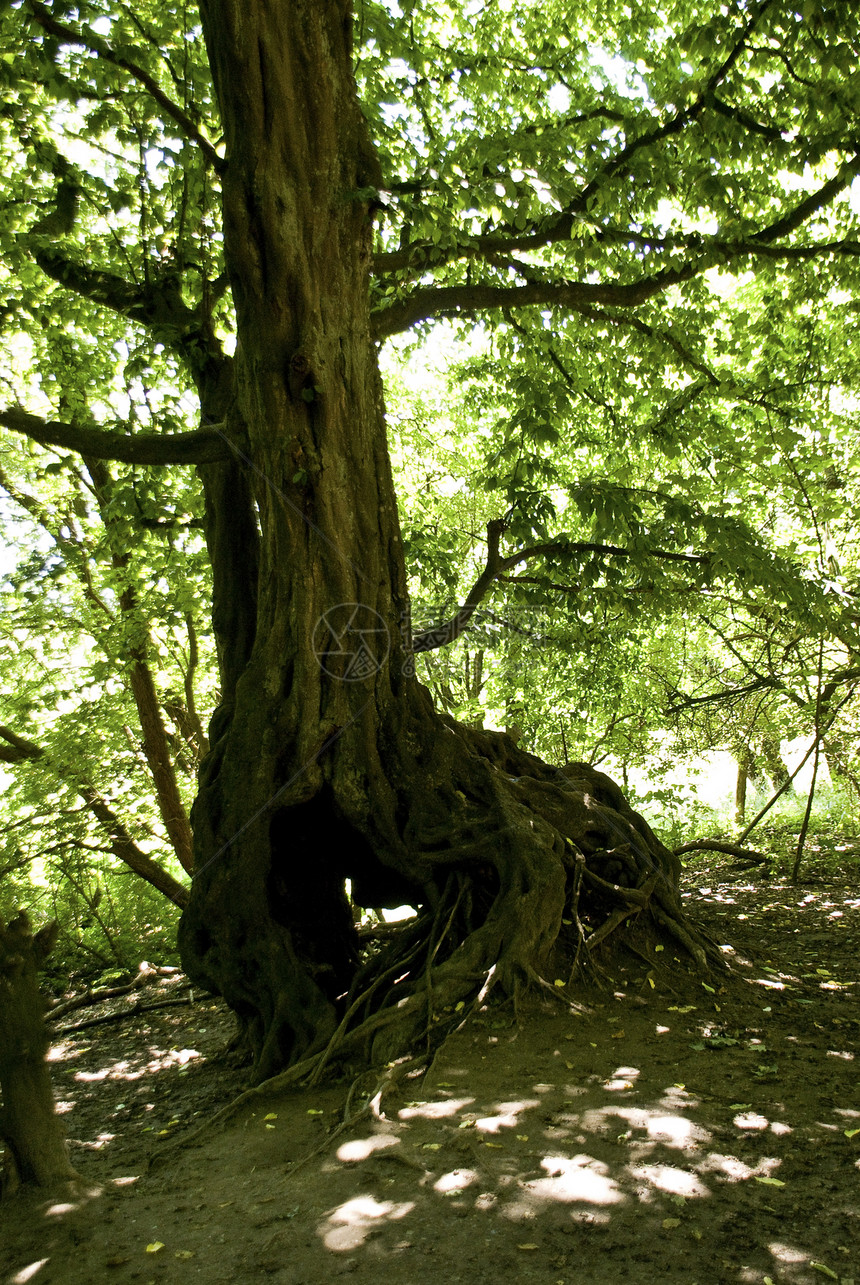树蓝色草地橡木天空森林绿色树木树叶木头植物学图片