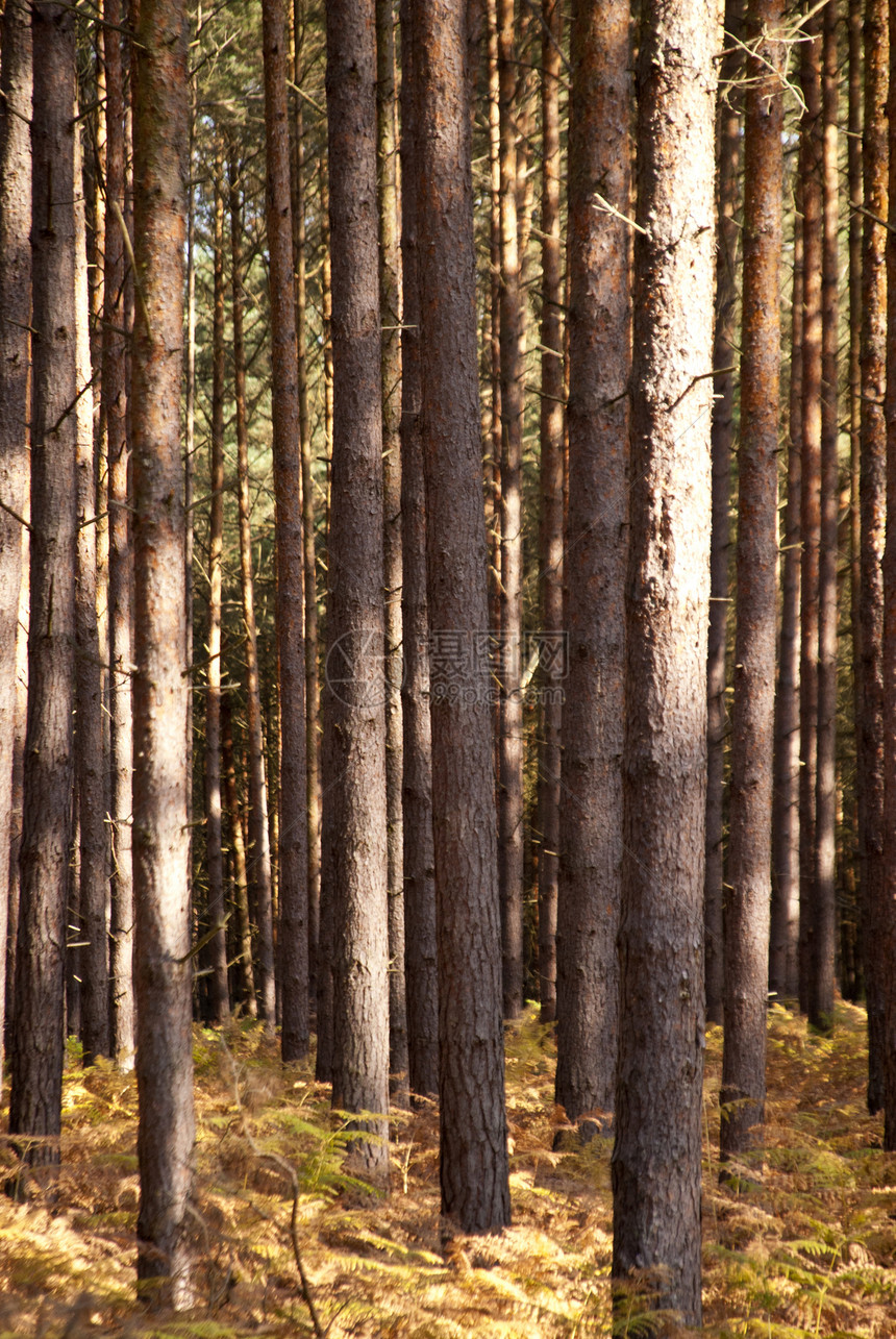 达尔斯森林木头海岸保护区植被自然保护区偏斜牧歌倾斜树木气味图片