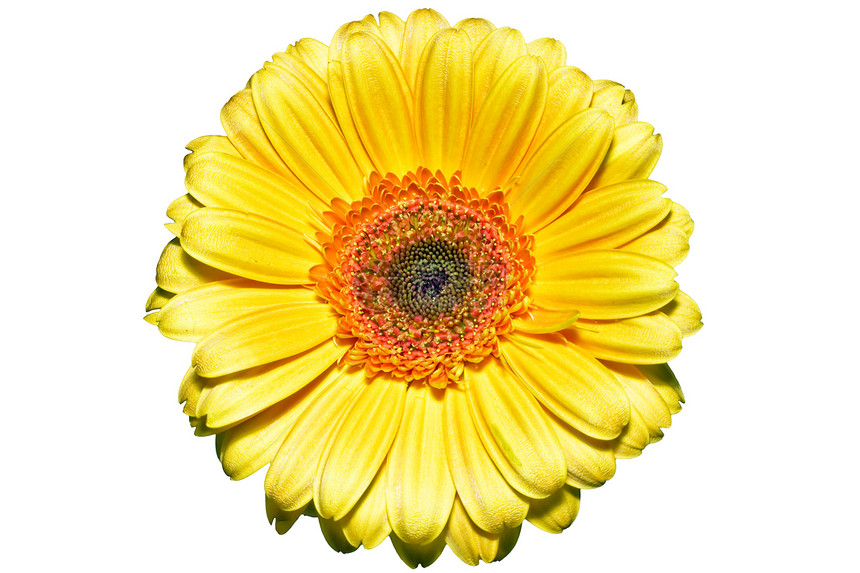 黄花圆形花粉晴天宏观植物花瓣向日葵种子雄蕊美丽图片