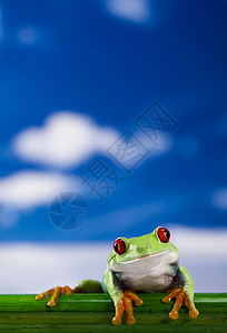 青蛙 小动物红眼背景图片