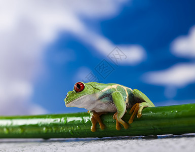红眼绿树青蛙绿色大眼睛眼睛宏观两栖动物动物群红色树蛙天空叶蛙背景图片
