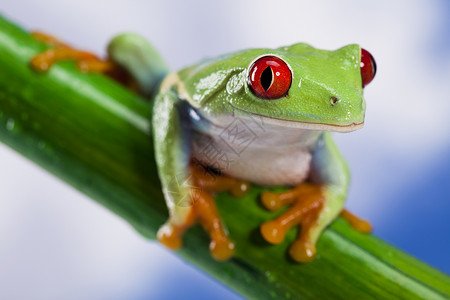 疯狂青蛙青蛙和蓝天倚靠绿色树蛙野生动物身子动物大眼睛蓝色宠物叶蛙背景