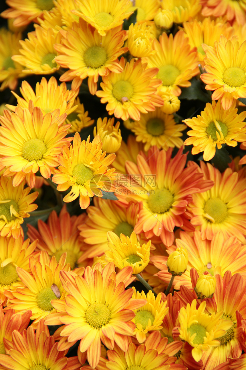 黄花床缝合花卉植物群鲜花背景黄色庭园花朵花坛图片