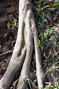 大树根植物绿色背景图片