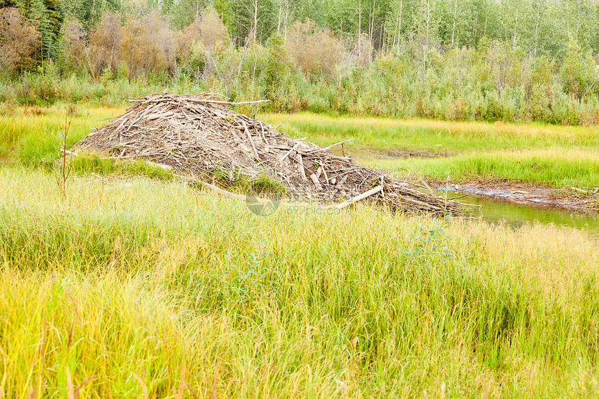 塔伊加湿地的比弗卡斯特尔脚轮池塘地区书房湿地树木庇护所海狸针叶林森林图片