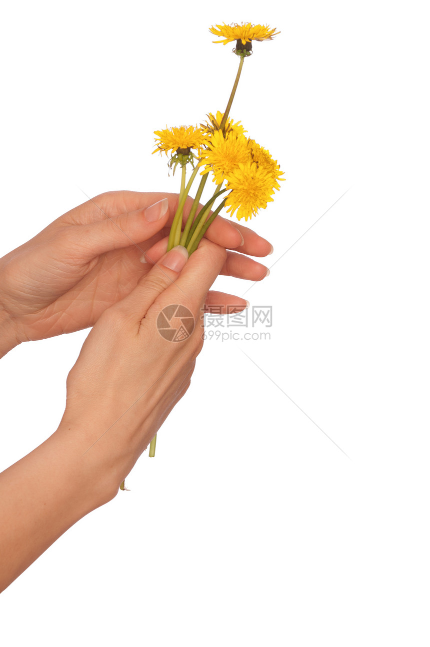 黄色花层花束手臂植物学植物群后代花瓣柔软度脆弱性闲暇生长图片