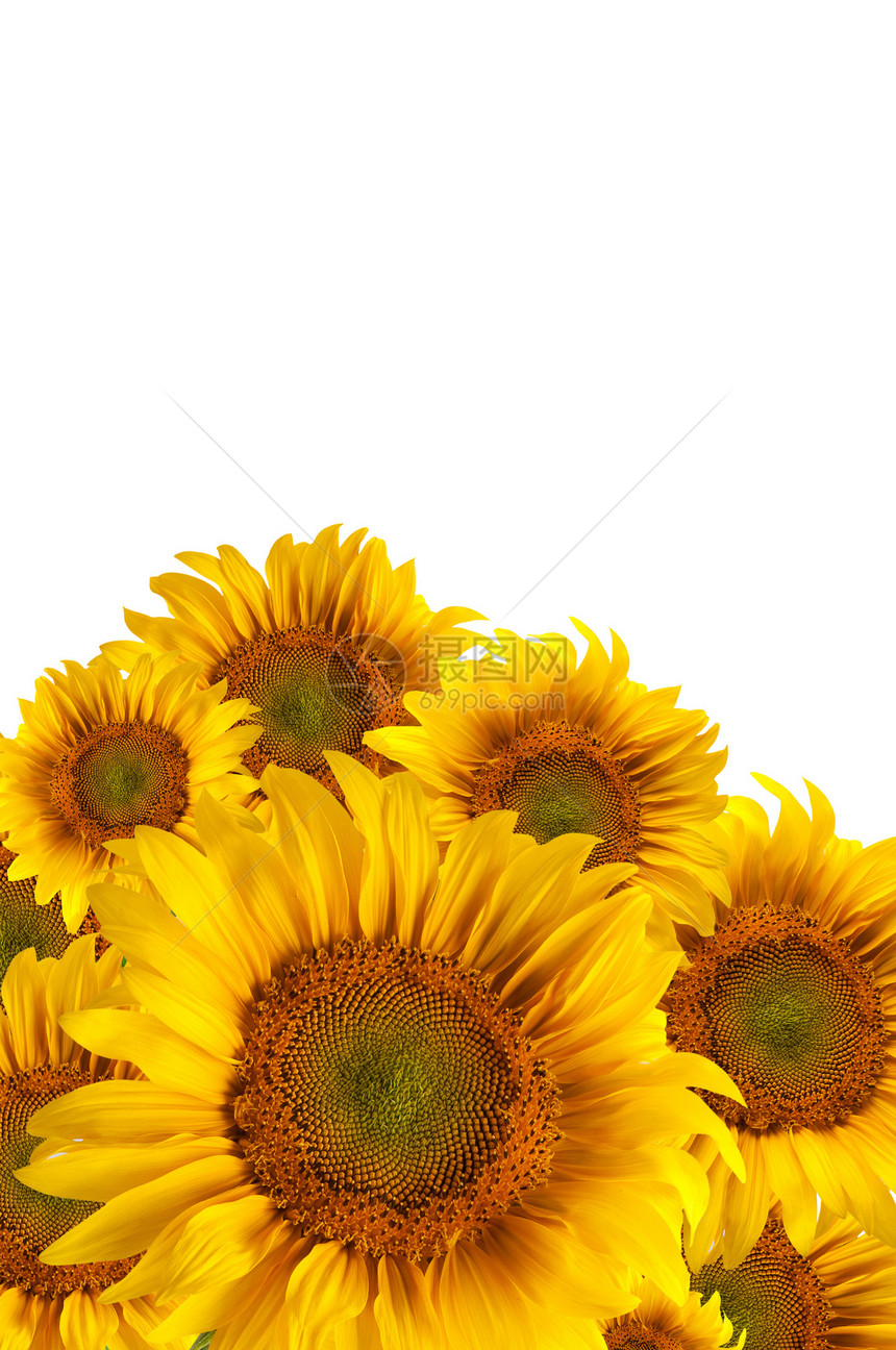 美丽的向日葵框架宏观雏菊花瓣太阳植物天空季节农业阳光图片