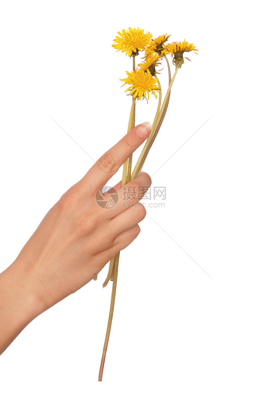 黄色花层手臂后代植物学草本植物植物群礼物植物花束生长花瓣图片